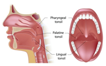 SleepFacts_EckCreativeMedia_Large_Tonsils
